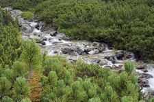 Stream In High Tatras